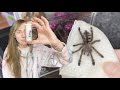 my second try keeping this tarantula .. UNBOXING