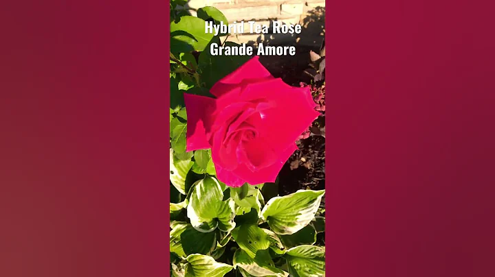 Hybrid Tea Rose - DayDayNews