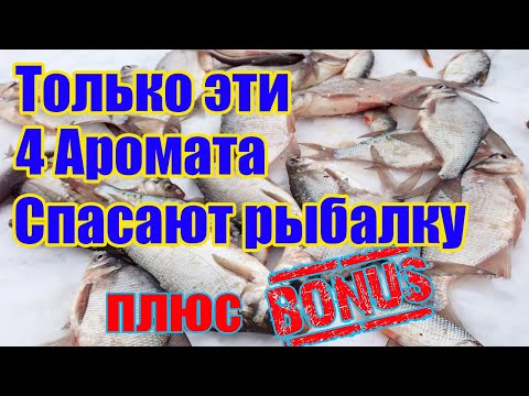 4 Аромата для ловли зимой со льда. Ароматизаторы для рыбалки зимой. Без рыбы не останешься