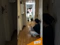 Summon A Giant White Bunny Bunny Pet Pets Petshorts Petlovers Petvideos Ai Aipets Funny Summon A Giant White Bunny Bunny Pet Pets Petshorts Petlovers Petvideos Ai Aipets Funny