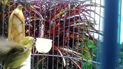 pleci ngecir - Durasi: 3:00. pleci ngecir - Durasi: 3:00.