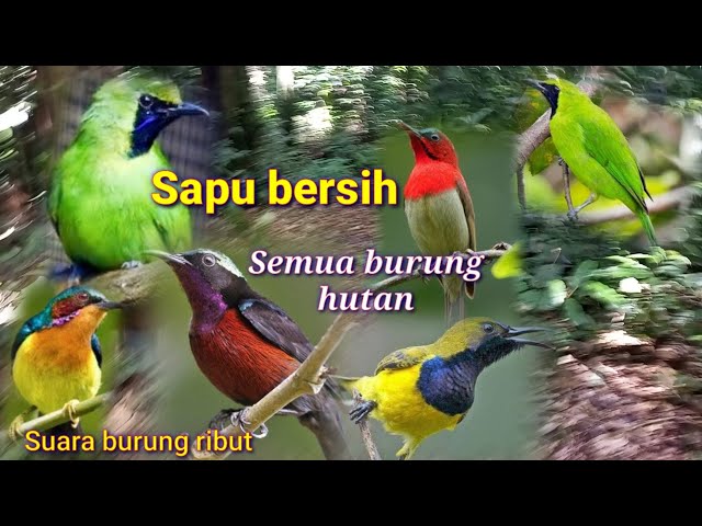 SUARA PIKAT BURUNG RIBUT JITU...SAPU BERSIH SEMUA BURUNG HUTAN class=