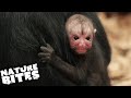 Spider Monkey Traumatised By Birth | The Secret Life of the Zoo | Nature Bites
