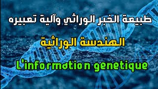 ملخص درس الخبر الوراثي و الهندسة الوراثية | l 'infomation genetique bac svt 2023