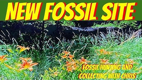 New Fossil Site. Fossil Hunting and Fossil Collecting with Chris. Trilobites Cephalopods