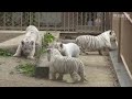 ホワイトタイガー赤ちゃん４頭公開　東武動物園