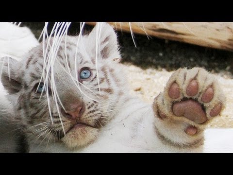 ホワイトタイガー赤ちゃん４頭公開 東武動物園 Youtube
