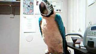 Macawis Little Dance