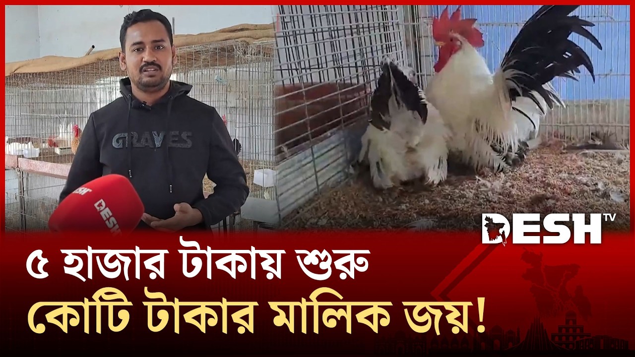 এক জোড়া দেশি মুরগি দিয়ে গাড়ি-বাড়ির মালিক জয়! | Satkhira Chiken | Desh TV
