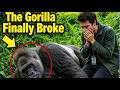Gorilla Stopped Eating After His Mate Died— Then This Volunteer Walks In!