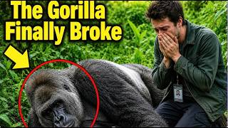 Gorilla Stopped Eating After His Mate Died— Then This Volunteer Walks In!