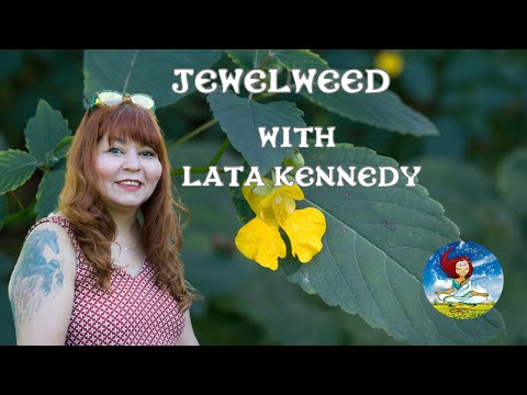 Jewelweed Impatiens Capensis with Lata Chettri Kennedy