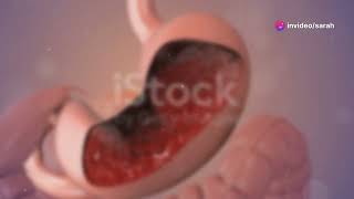 How Animals Digest Food