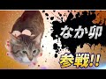 変わった鳴き声の猫 全員参戦!Part4【なか卯】