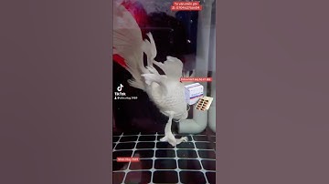 Cứu Bé Cá Ngửa Bụng Thành Công 🥰🥰🥰🥰