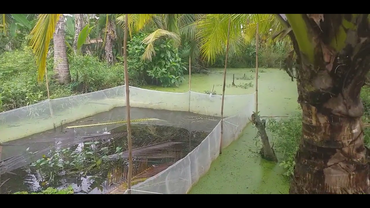 nuôi óc bươu không cần cho ăn .thu nhập cao % - youtube
