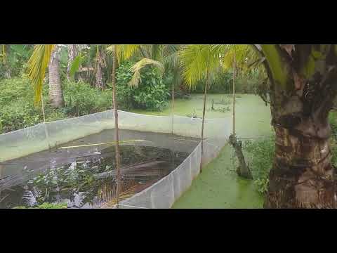 Video nuôi óc bươu không cần cho ăn .thu nhập cao % - youtube