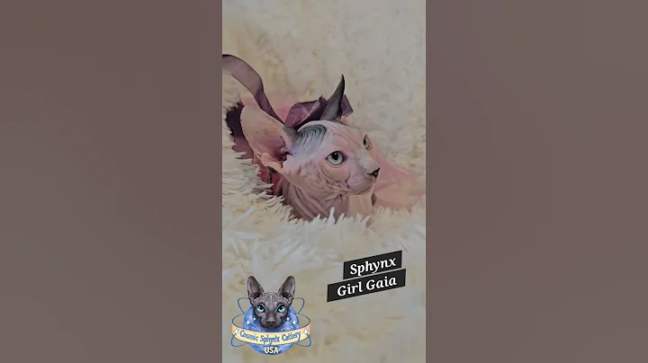 Video 11570481: sphynx cats kittens, sphynx cattery