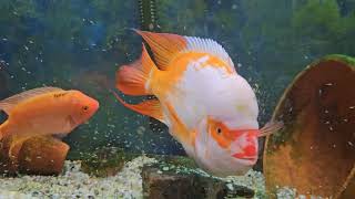 Amphilophus Citrinellus f2 lake Nicaragua pure midas cichlids...fry are now swimming....