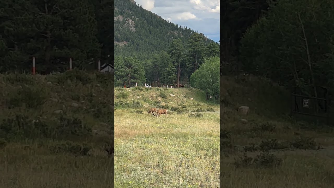 Four Beautiful Bucks!