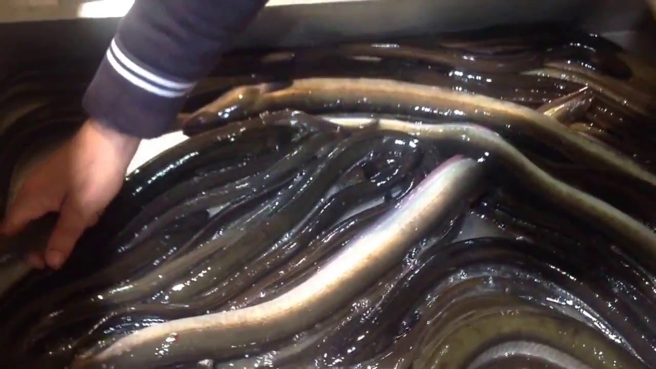 Продуктовый рынок в Кальяри Mercato di San Benedetto a Cagliari