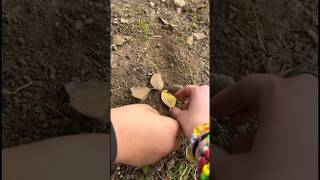 Life of a leaf episode 2: birth#e #skibidi #toliet #vms #lavosh #lemi #lemo #tole #zandoli #push