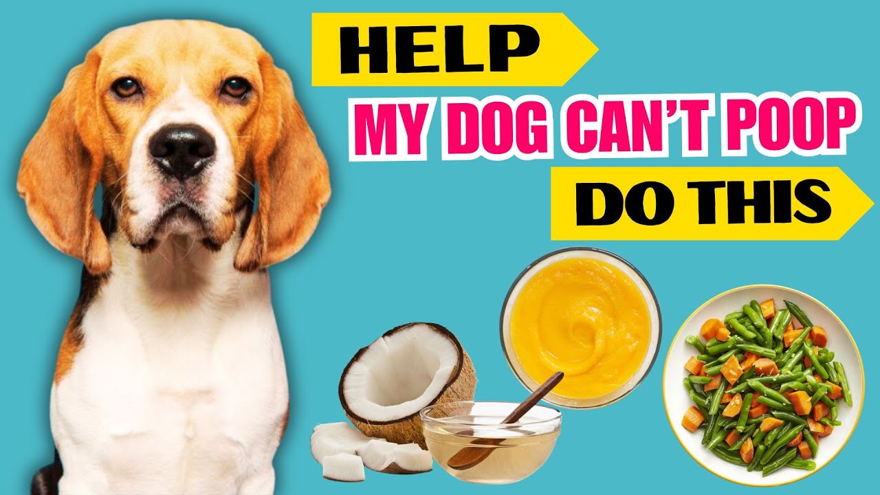 Top 9 Home Remedies for Dog Constipation That Work FAST 🐶