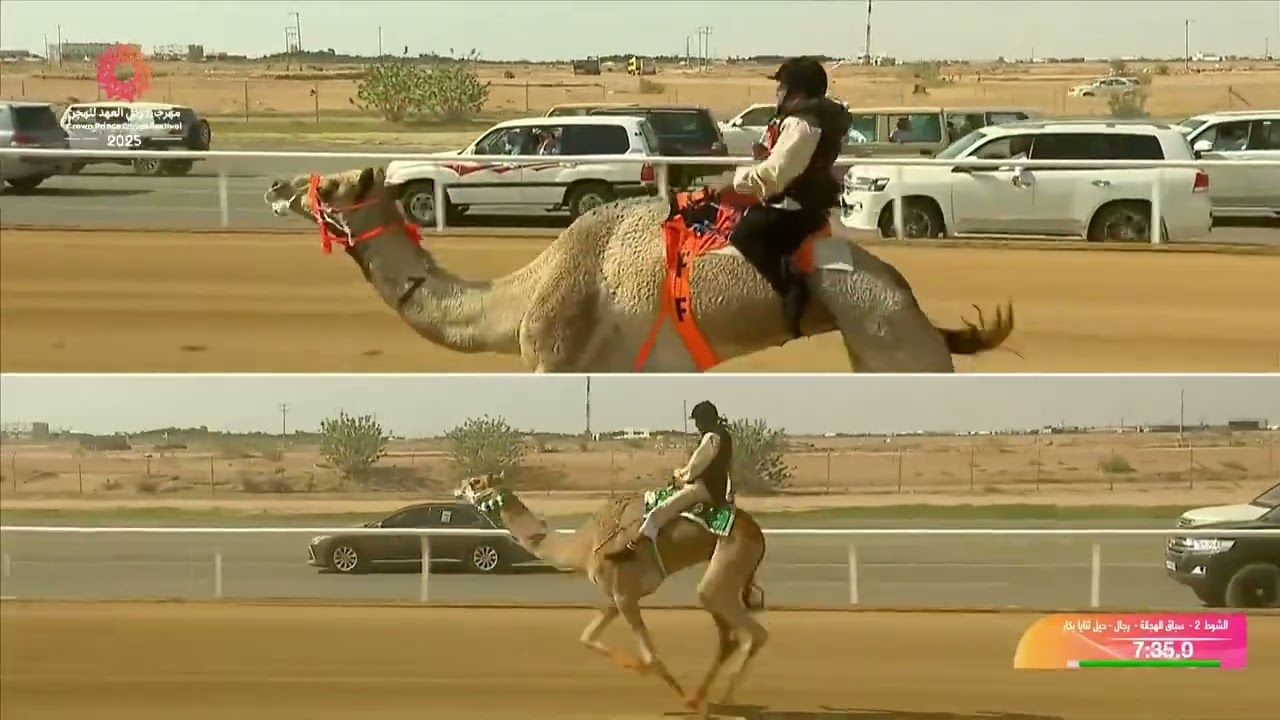 الشوط 2 سباق الهجانة - رجال - حيل وثنايا بكار مساء يوم الأحد 07-09-2025 من #مهرجان_ولي_العهد_للهجن 2