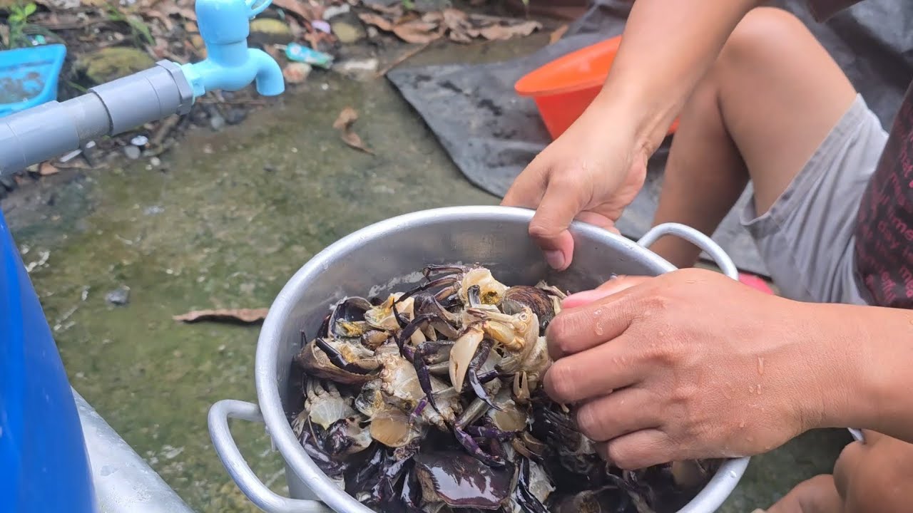 Lại có cua đồng 