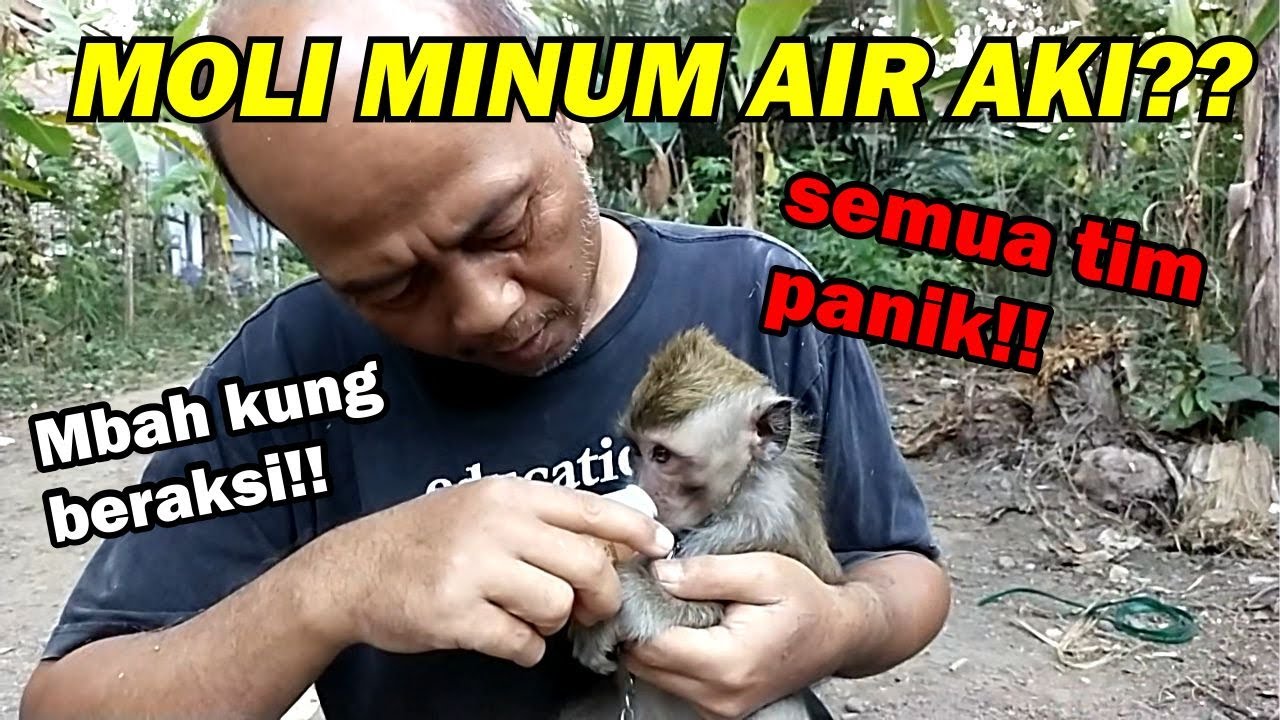MOLI MINUM AKI?? GAWAT BANGET!! || Semua tim langsung panik