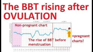 Why is BBT rising after OVULATION pregnant charts