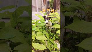 baby dog love 💖#shorts #viral #song  #dog #doglove #youtubeshorts