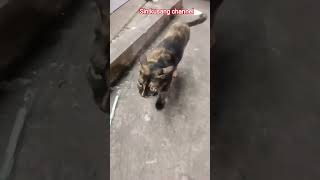 #cover #love #music #cat #sinkusang #มัจฉาเสียงธรรม #motivation #sonyaart22 #shorts #animals