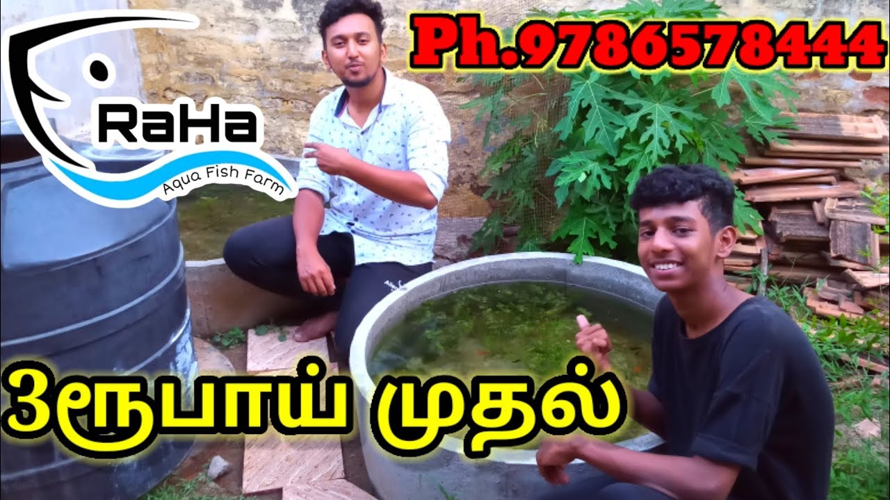 RaHa Aqua Home Fish Farm in Melapalayam | Mr Alan Vlogs