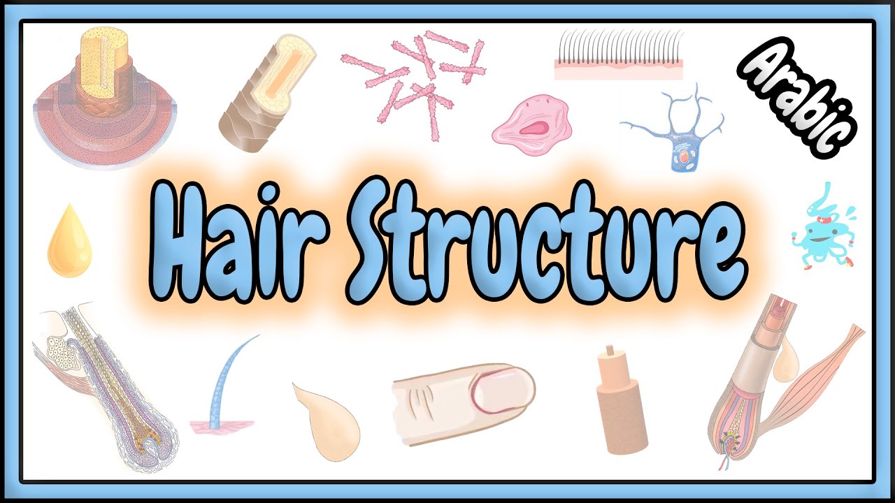 43. Hair Structure || Skin Appendages || تركيب الشعرة