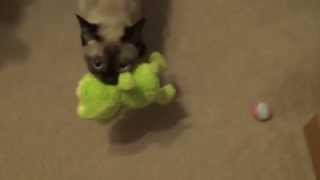 Priya Flips For Froggie