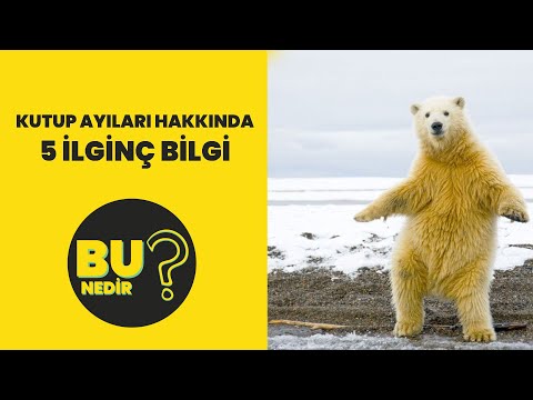 Video: Kutup Ayıları Hakkında Bilmediğiniz 10 Şey
