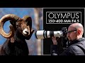 Fotografiando animales con un 1000 milímetros: Olympus 150-400 mm f4.5, prueba de campo