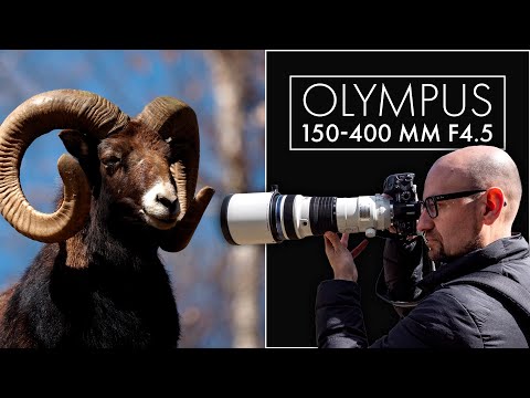 Fotografiando animales con un 1000 milímetros: Olympus 150-400 mm f4.5, prueba de campo