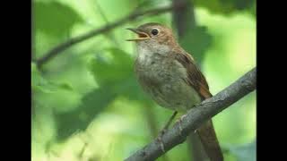 SOLOWAY SLOWED&REVERB REMIX