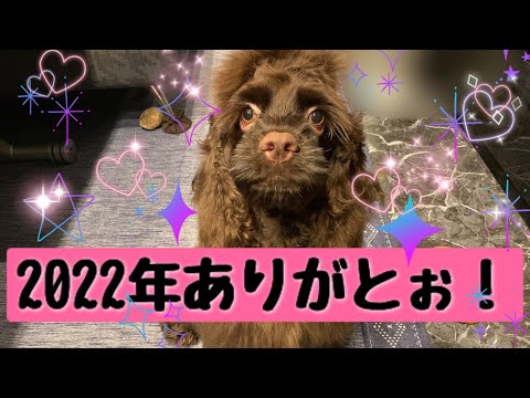 【アメリカンコッカースパニエル】1人で出来るかな??【愛犬】【年末】