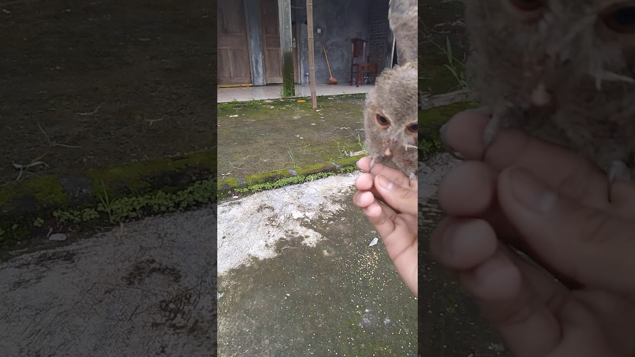 #owl #owlbirds BURUNG HANTU (Celepuk) latih FF 