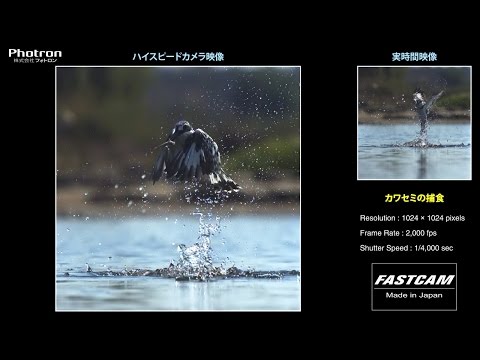 日本画　カワセミの捕食 e185b9a096dff0273392970f10b70e