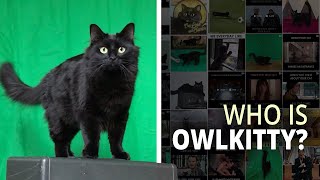 Meet The Cat Who Stars In All Your Favorite Movies