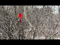 Male Northern Cardinal looking lovely in the snow. 