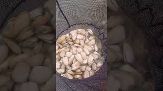#TeOneroa@tohe NGAPAE FarNortH Picking TUATUA Shellfish