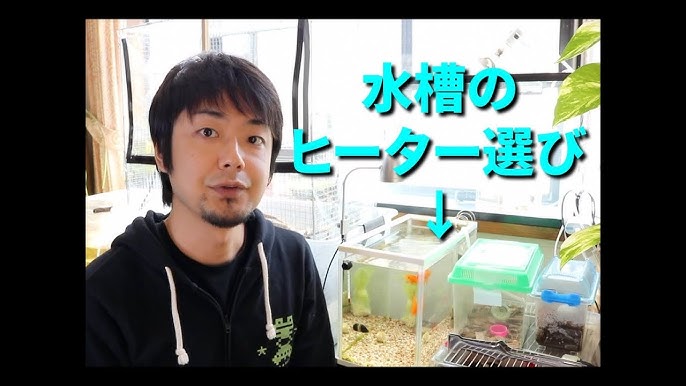 めだか 加温飼育のヒーター電気代の計算方法 高すぎて泣いた 使う前に知りたかった Youtube