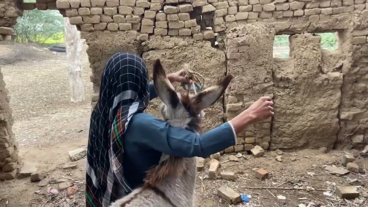 Donkey and me funny 🤣 wait for end 😱😱