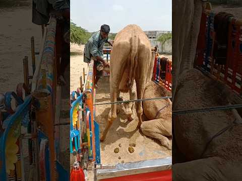 الجمل المتمرد في صحراء ثر لم يدخل السيارة