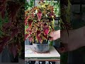 Two classic and shining players#Plants drinking water#Flowers and green plants#Potted